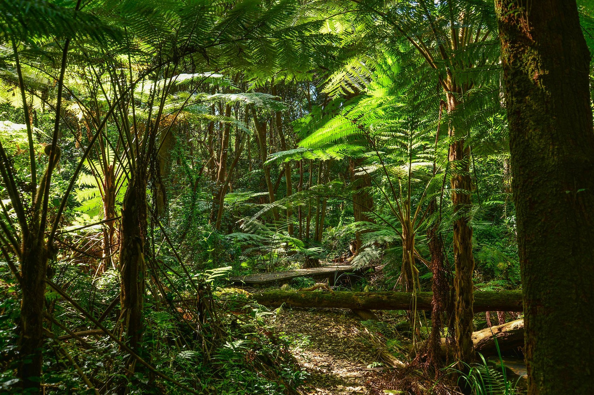 Regenwald Biodiversität grün alte Bäume