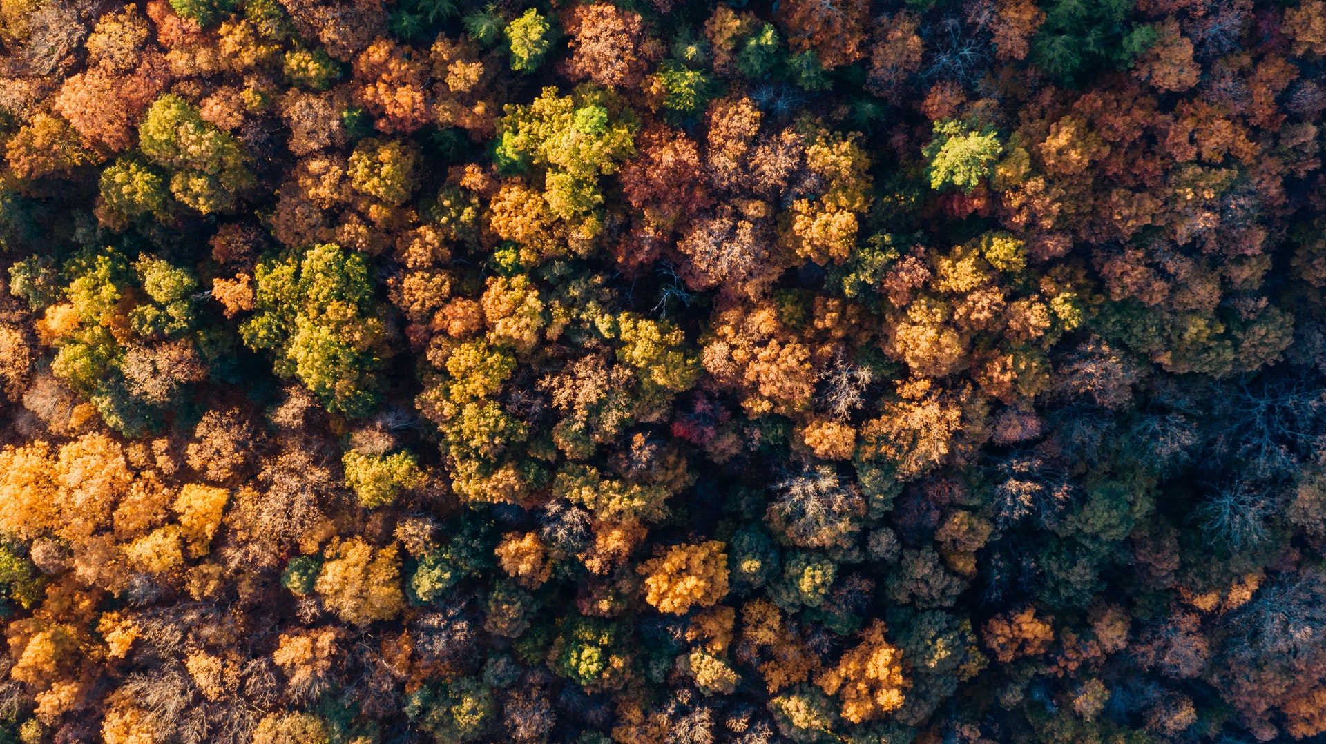 Luftaufnahme Wald Herbst mehrfarbig rot gelb grün