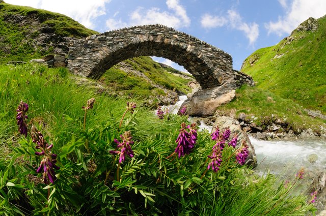 Brücke grün Blume violett Himmel Bach Draussen