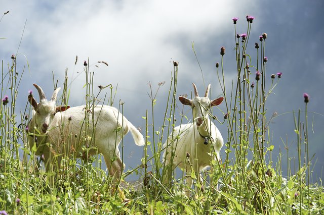 Zwei Ziegen weiss Blumen grün Himme blau lila